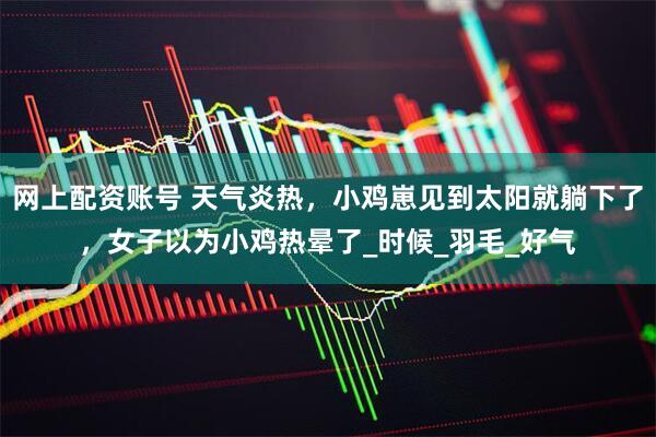 网上配资账号 天气炎热，小鸡崽见到太阳就躺下了，女子以为小鸡热晕了_时候_羽毛_好气